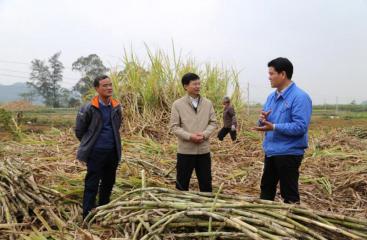 公司黨委副書記李建華帶隊督查下屬糖廠農(nóng)務(wù)工作