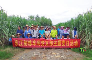 【辦實(shí)事 解難題】南寧糖業(yè)：學(xué)史力行辦實(shí)事 我為蔗農(nóng)剝蔗葉