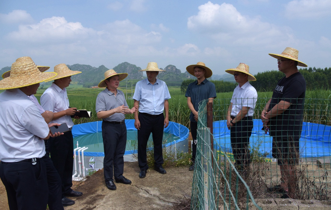 廖應燦一行在按質論價增產增糖項目基地調研.png